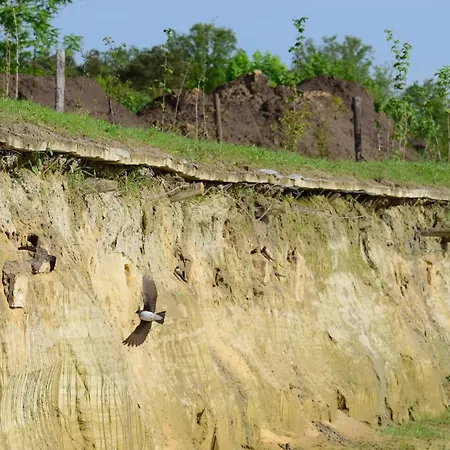 Hoeve Twente - De Buizerd